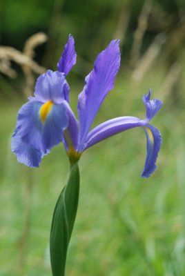 Iris 'Blue magic' - kosatec
